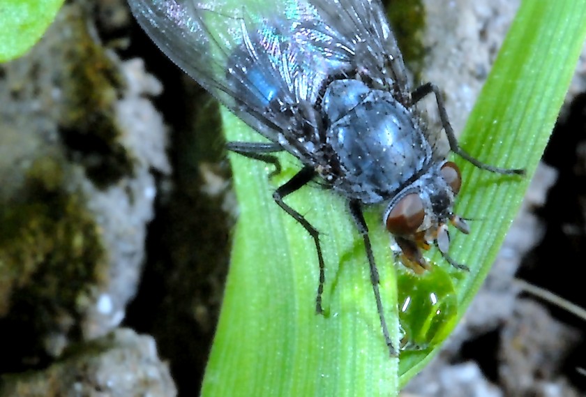 Avete mai visto una mosca che beve?